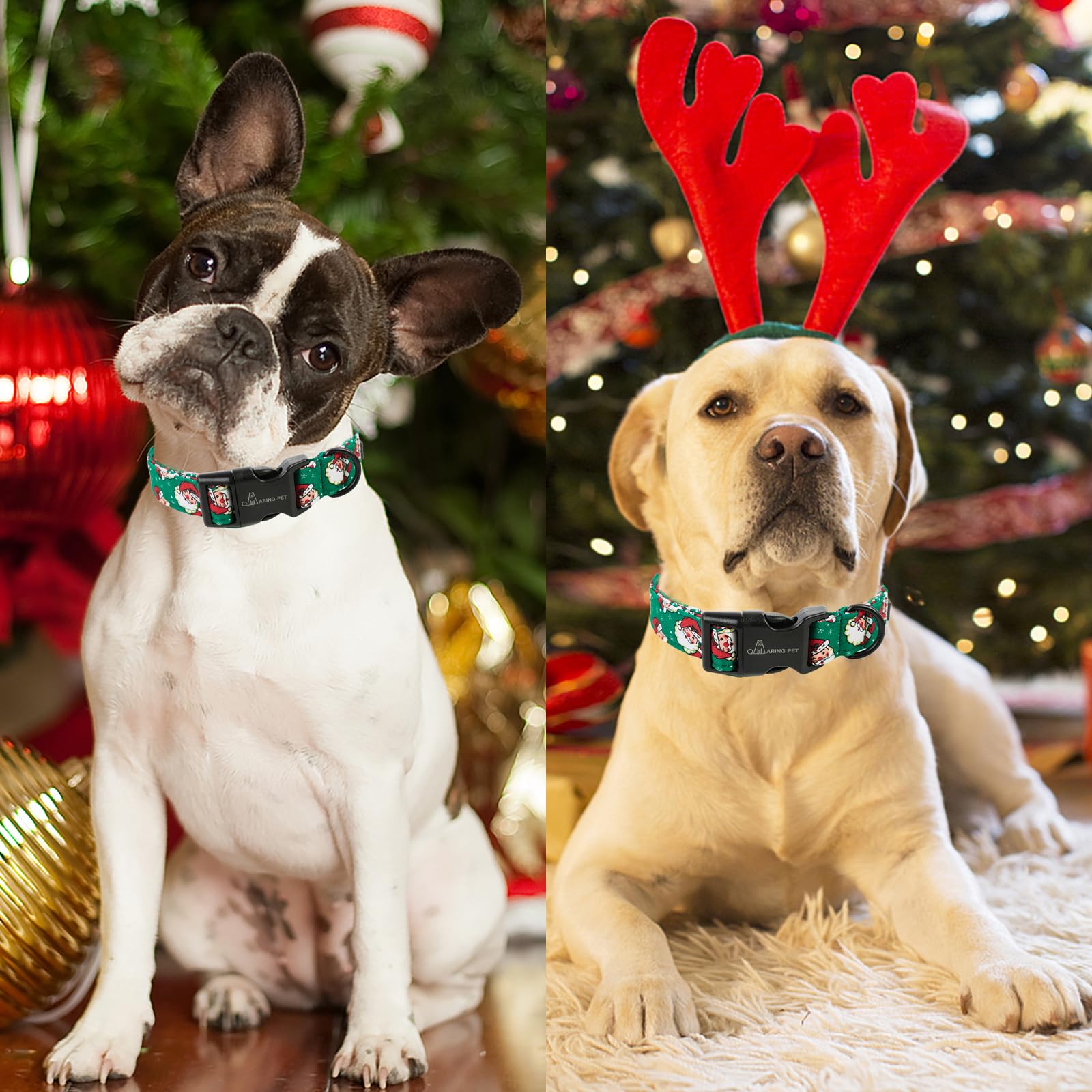 Aring Pet Christmas collar photo-ready shot highlighting adjustable fit for small to large dogs
