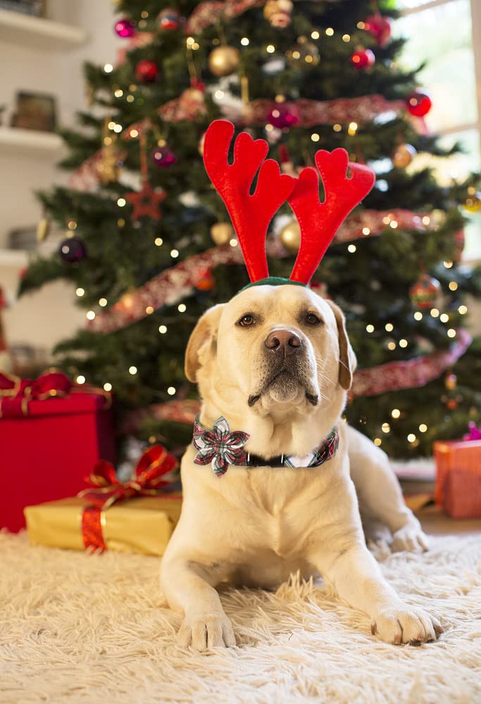 Aring pet Christmas dog collar plaid pattern closeup reveals cozy festive aesthetic.