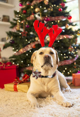 Aring pet Christmas dog collar plaid pattern closeup reveals cozy festive aesthetic.