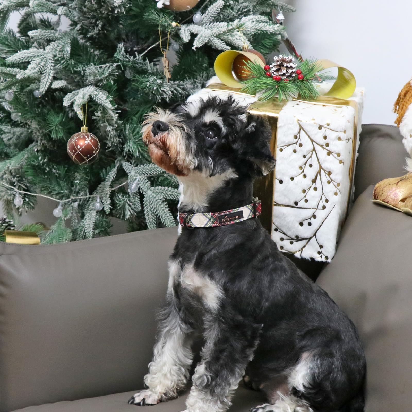 Aring Pet Christmas collar on a small dog showing comfortable fit.