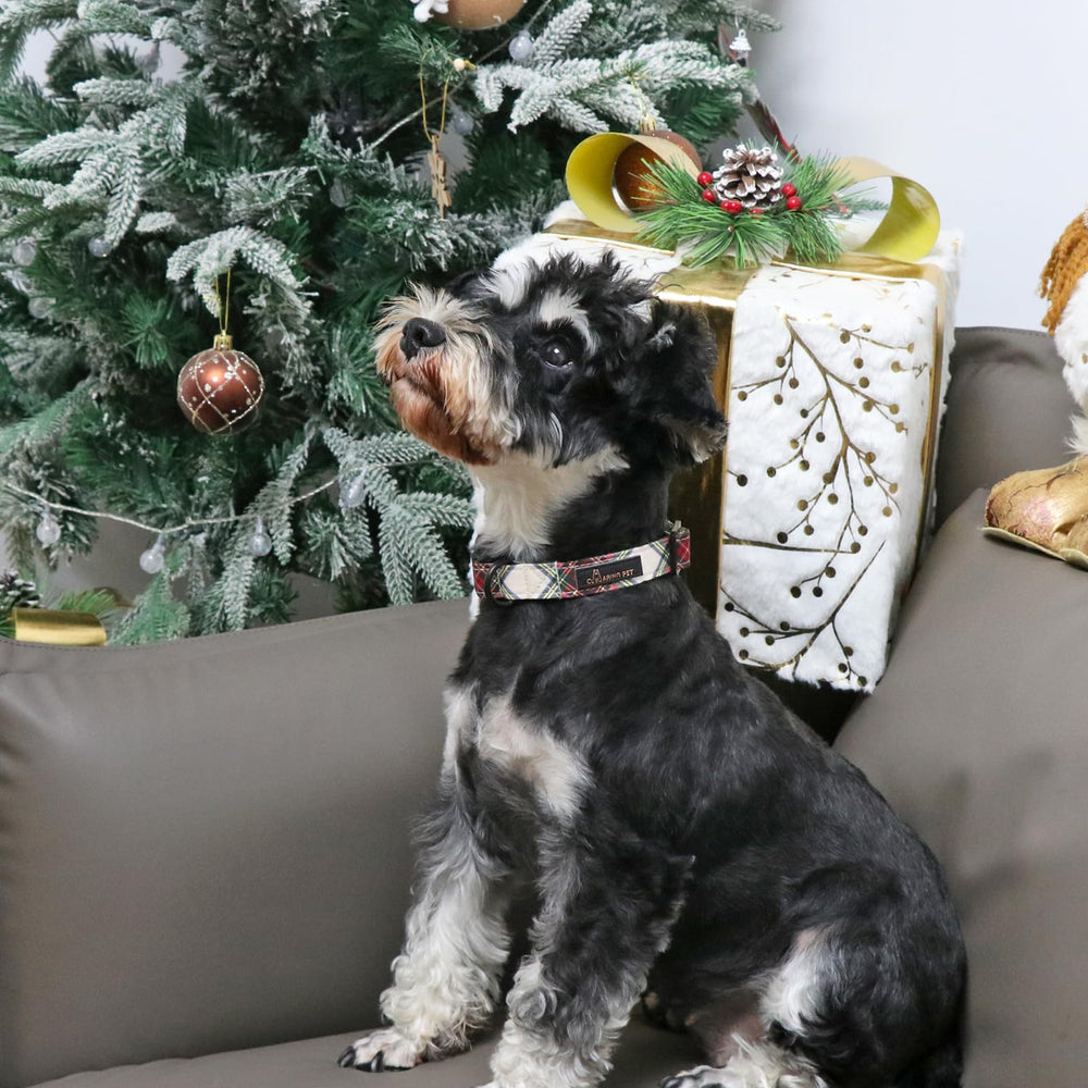 Aring Pet Christmas collar on a small dog showing comfortable fit.