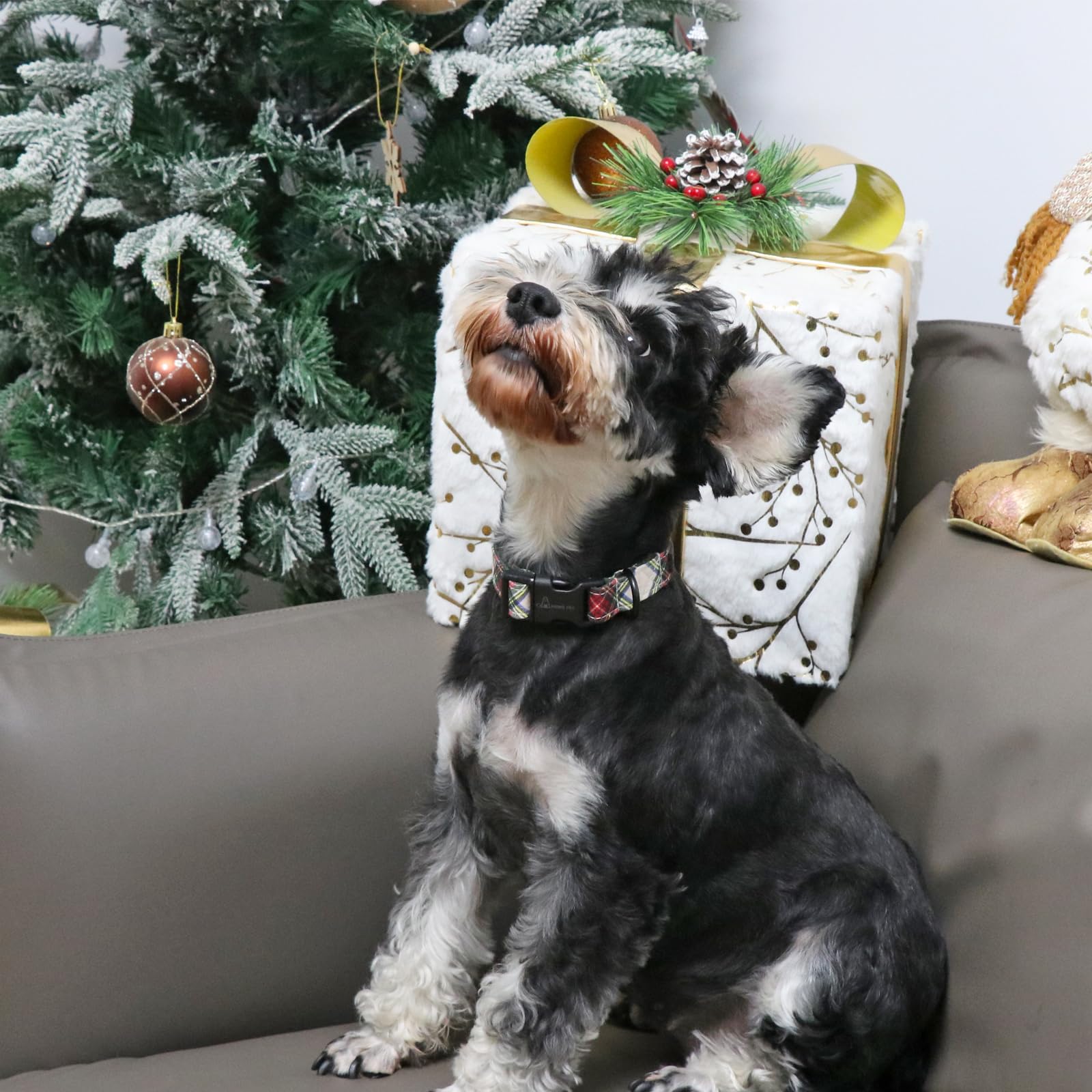 Aring Pet festive collar on dog during photo session for holiday vibes.