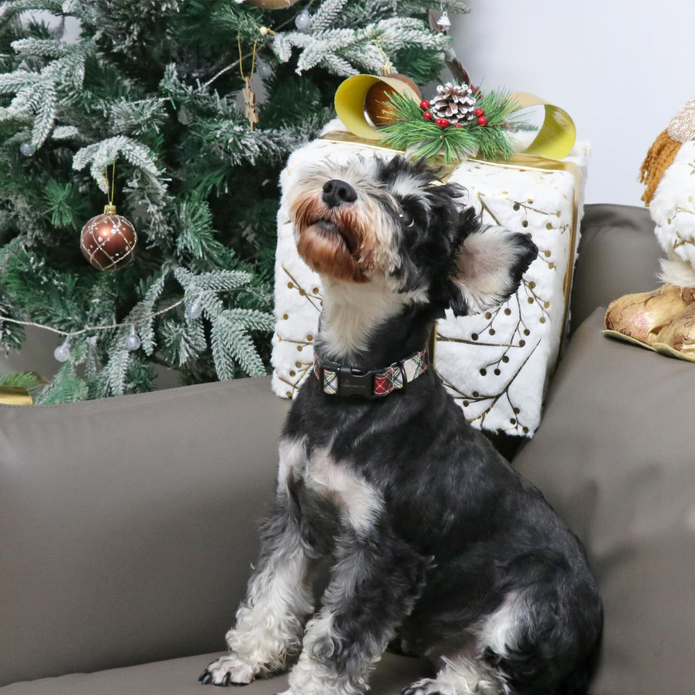 Aring Pet festive collar on dog during photo session for holiday vibes.