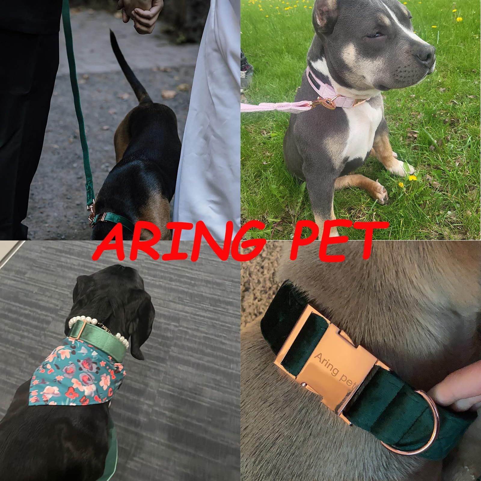 Aring Pet Velvet Dog Collar Set uses rose-gold hardware for stylish, durable fastenings.