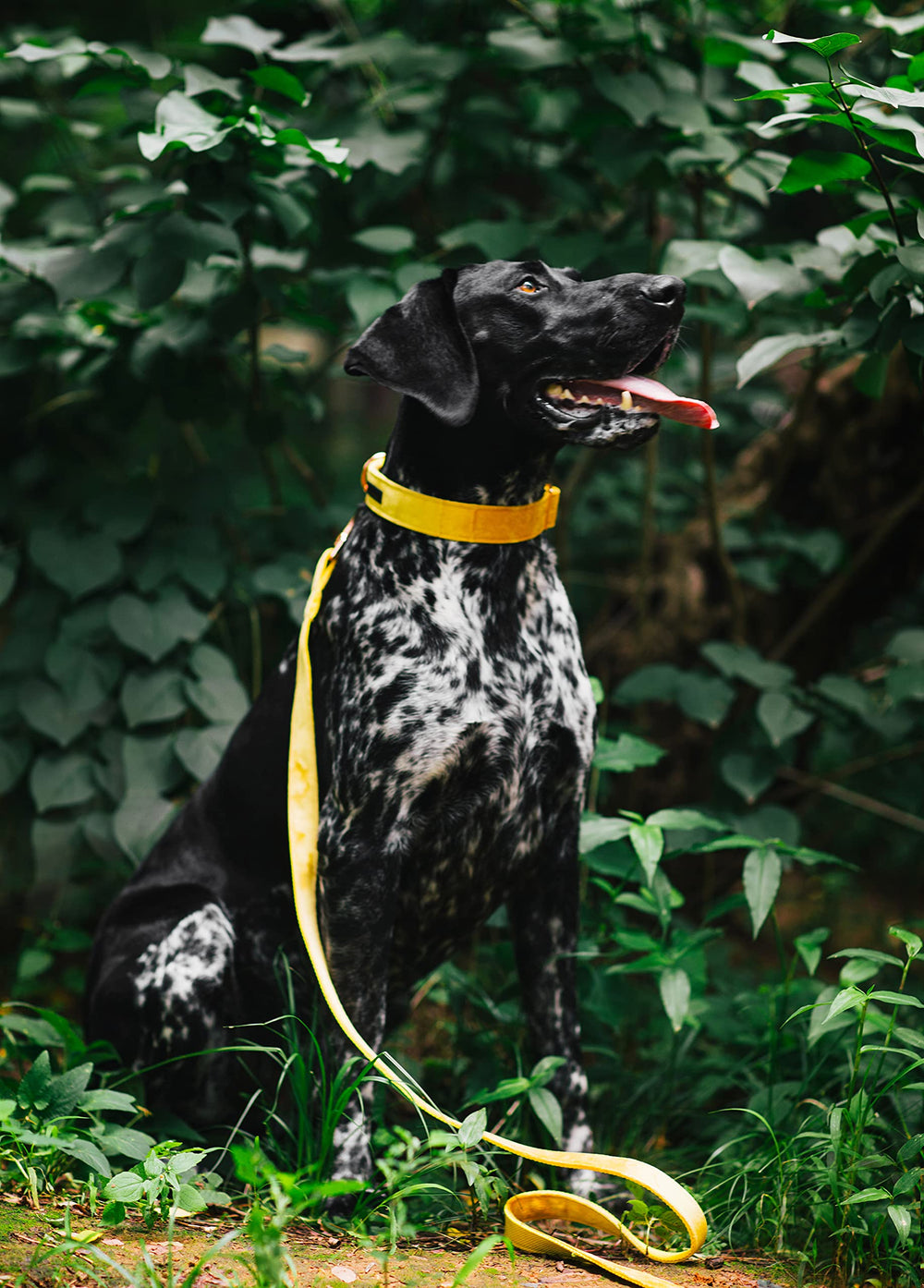 ARING PET Velvet Dog Collar soft fabric close-up highlighting plush comfort
