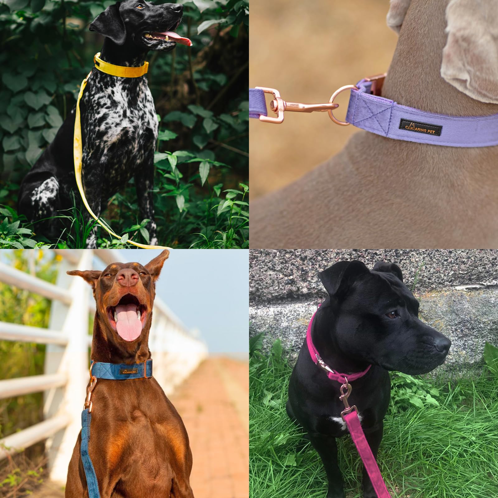 Aring Pet velvet dog leash closeup stitching highlighting box stitch durability.