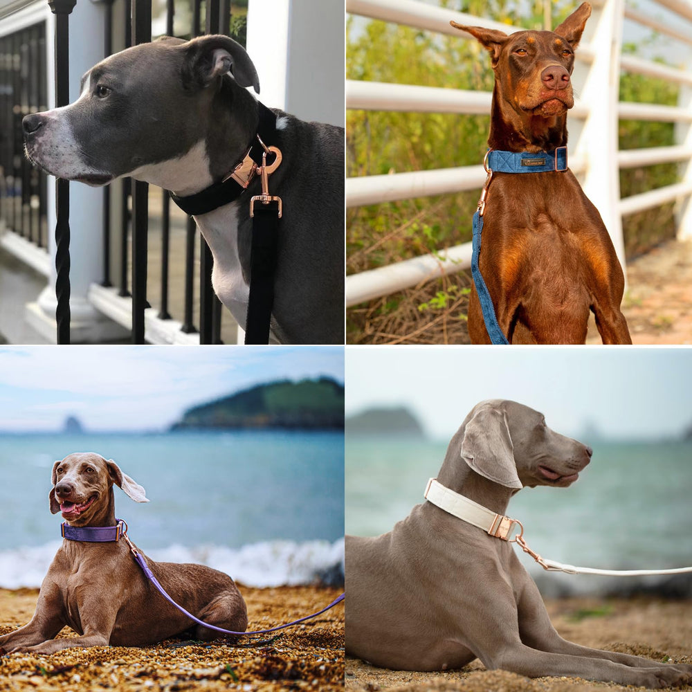 Aring Pet velvet dog leash metal swivel clasp for secure walks.