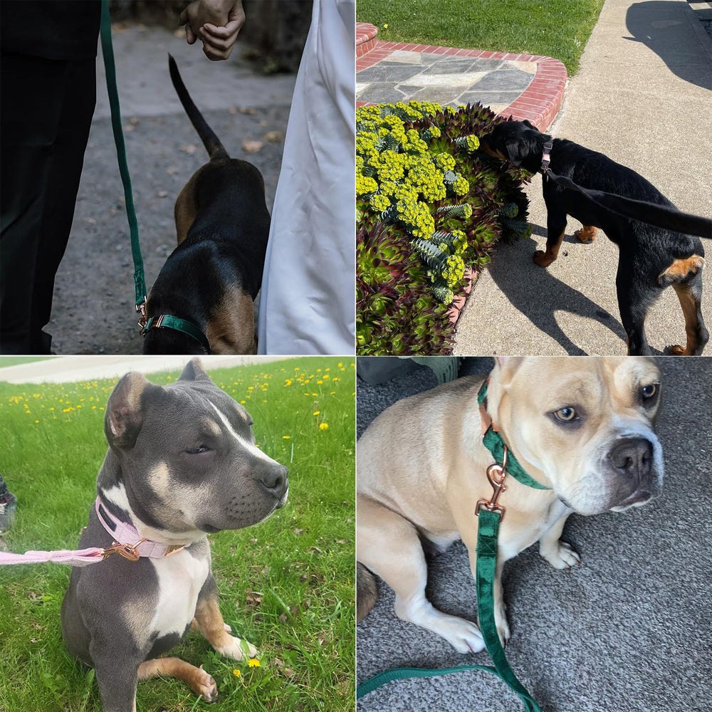 Aring Pet velvet dog leash size chart showing XS to M options.