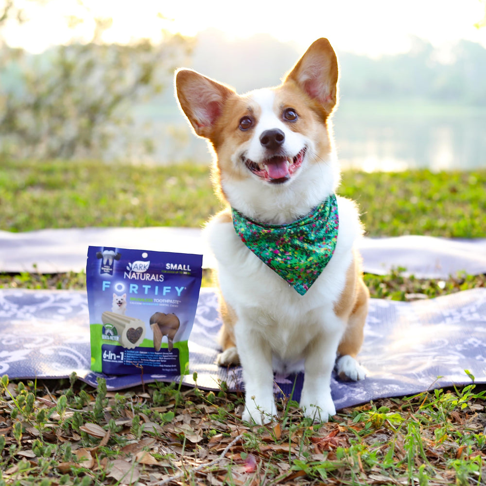 ARK NATURALS Fortify for small dogs 8-20 pounds in-use routine