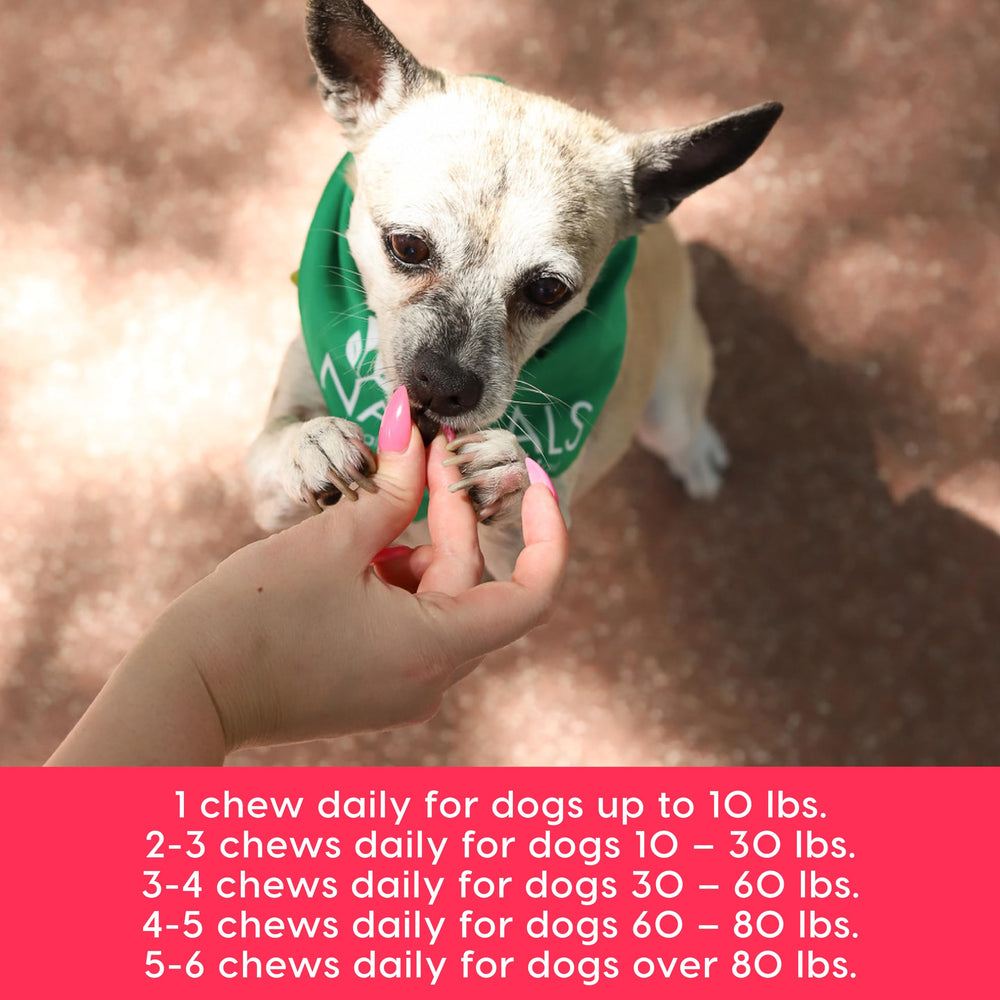 Ark Naturals Gray Muzzle bowl with chews ready for daily dose