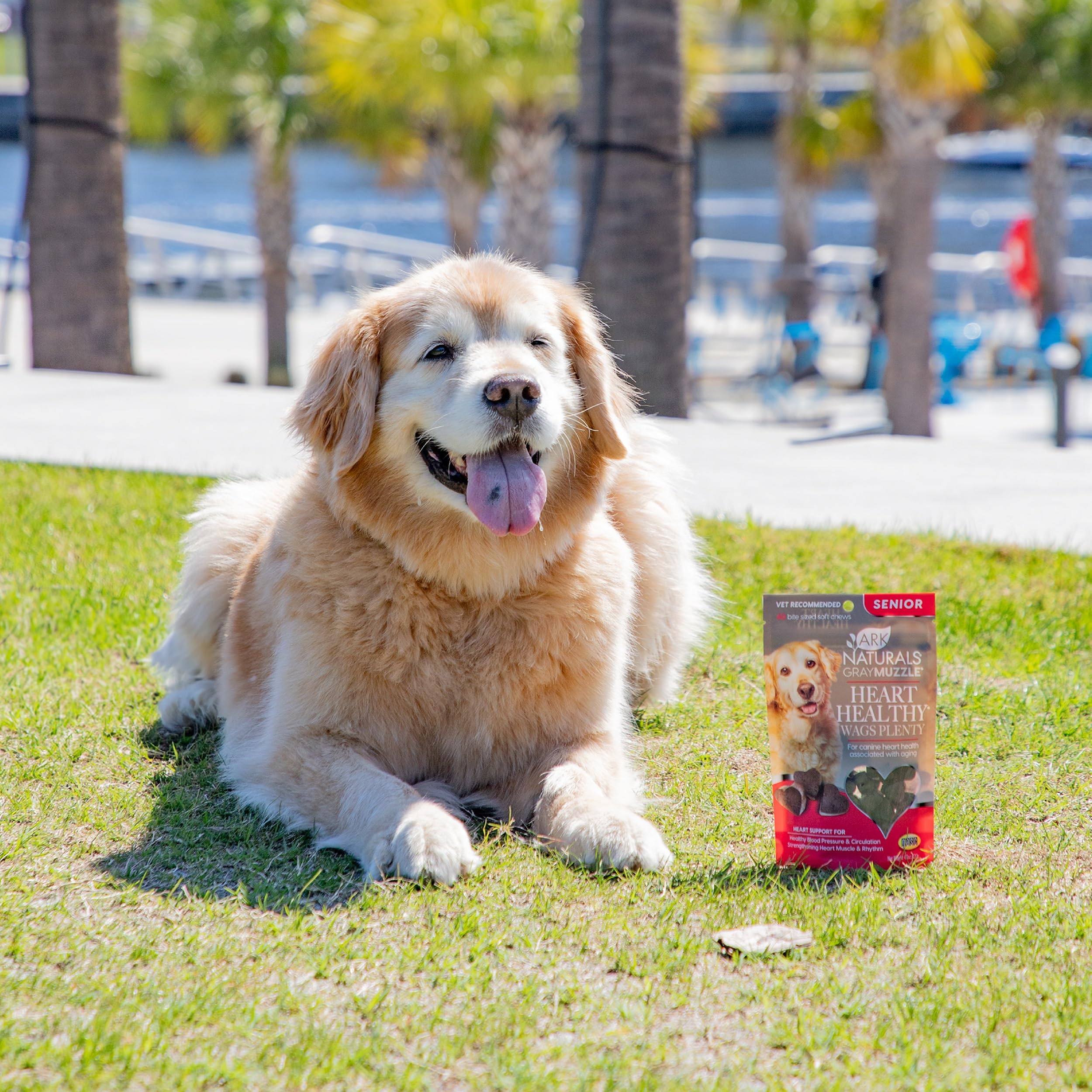 Ark Naturals Gray Muzzle senior dog enjoying a gentle daily walk