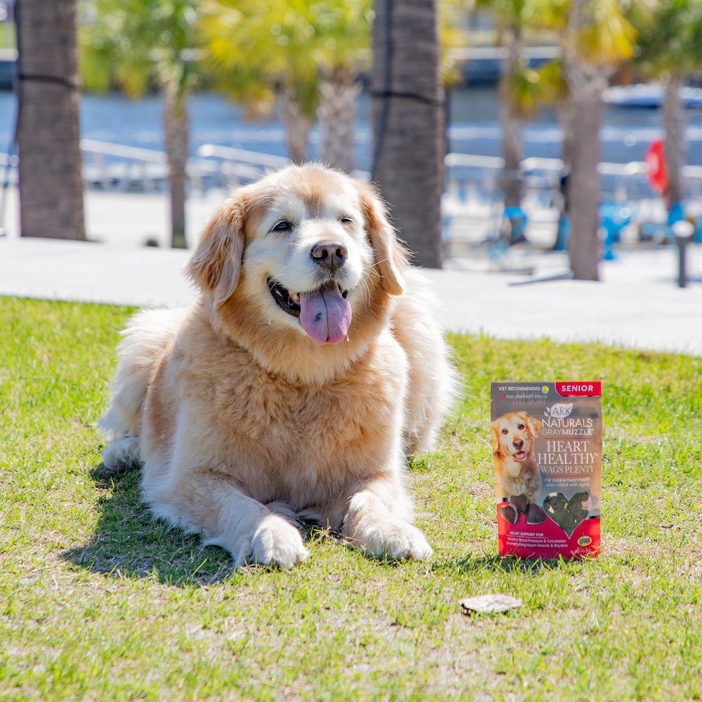 Ark Naturals Gray Muzzle senior dog enjoying a gentle daily walk