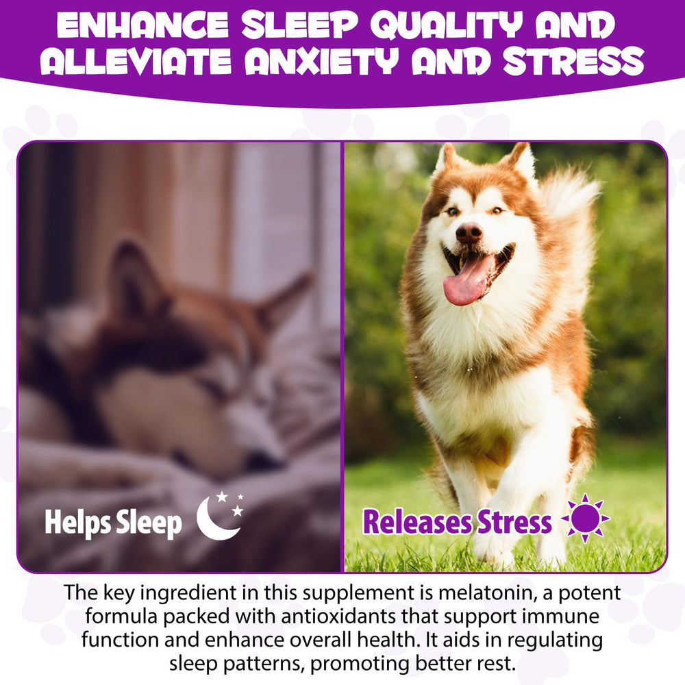 ARMOYA dog melatonin bottle beside a relaxed dog, signaling stress relief potential.