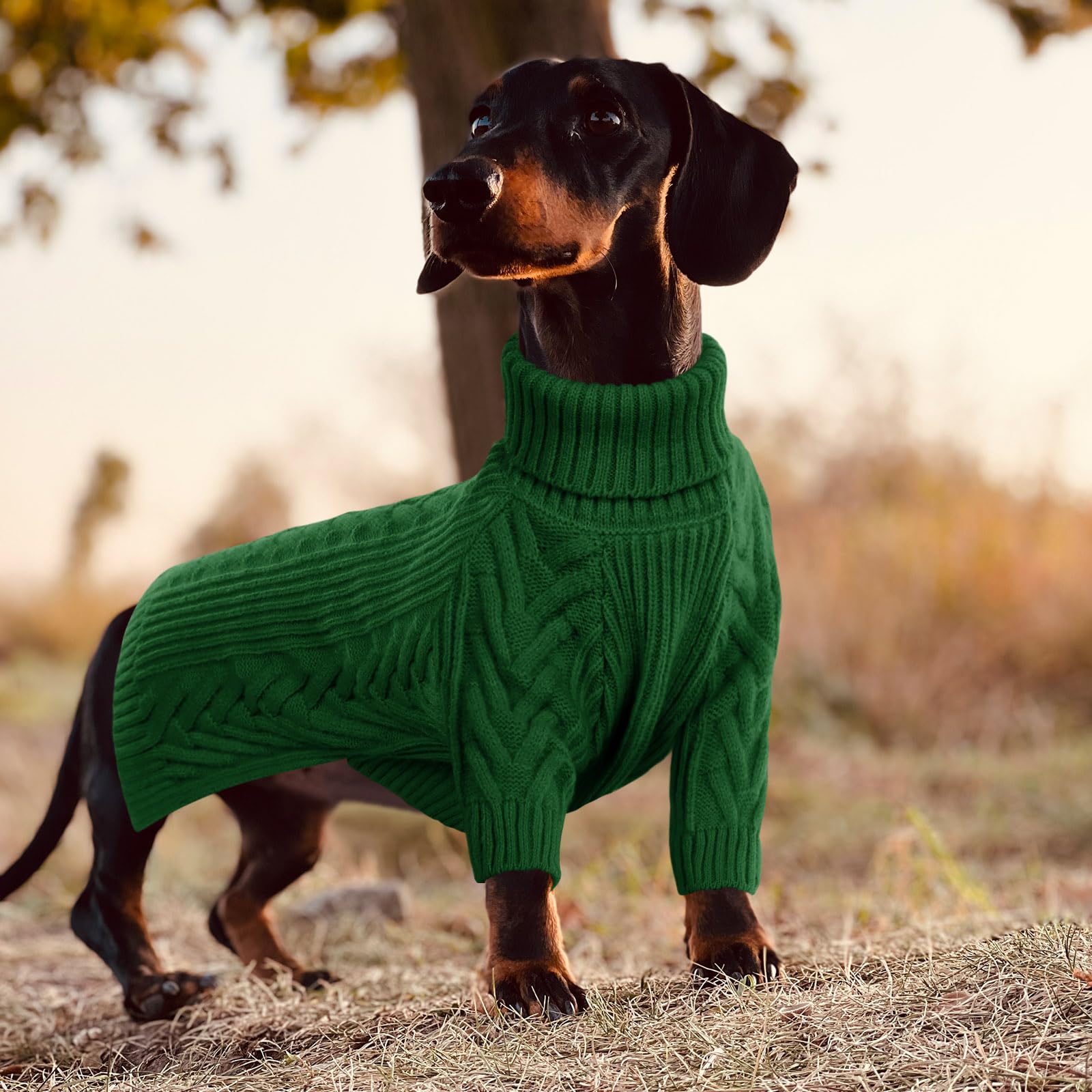 ASENKU 4XL fit on a large-breed dog like Doberman