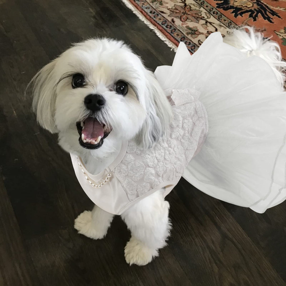 ASENKU dog dress three bows on back for festive flair