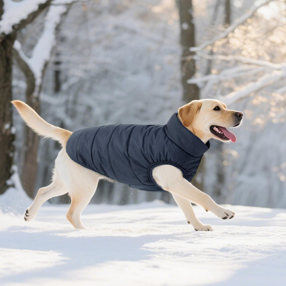 ASENKU dog winter coat worn during snow walk demonstrates weatherproof comfort