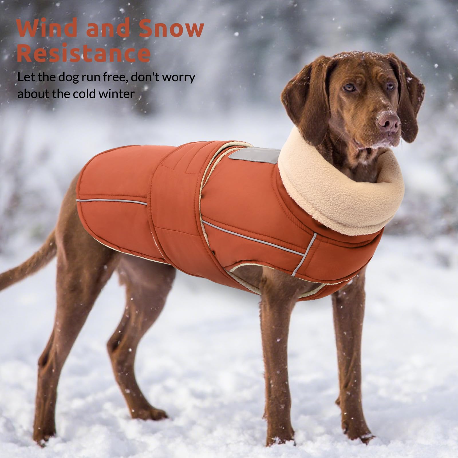 ASENKU Warm Dog Coat dog walking in snow with warmth
