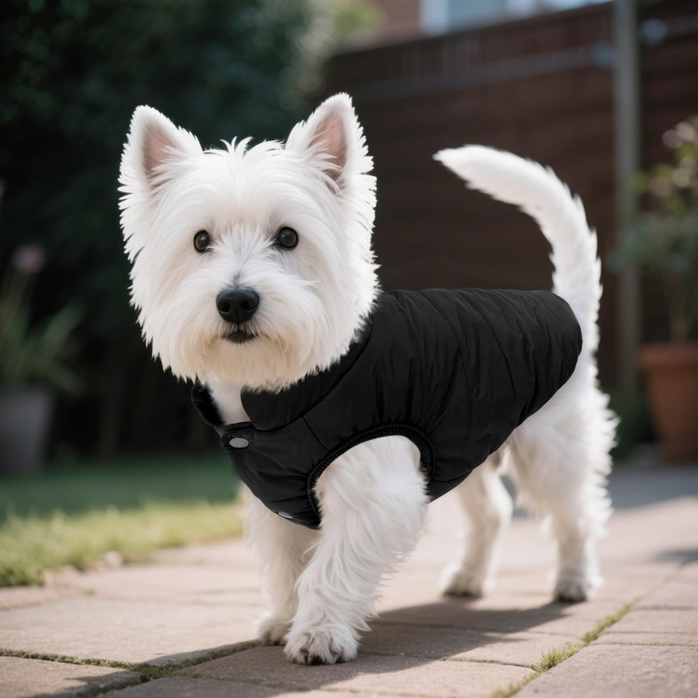 ASENKU windproof dog winter coat 3D cut ensures movement