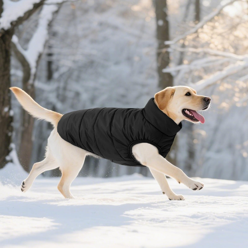 ASENKU windproof dog winter coat size options helps fit most dogs