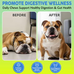 Asher House Wellness probiotics dog chews 120 chews serving with four-month gut support.