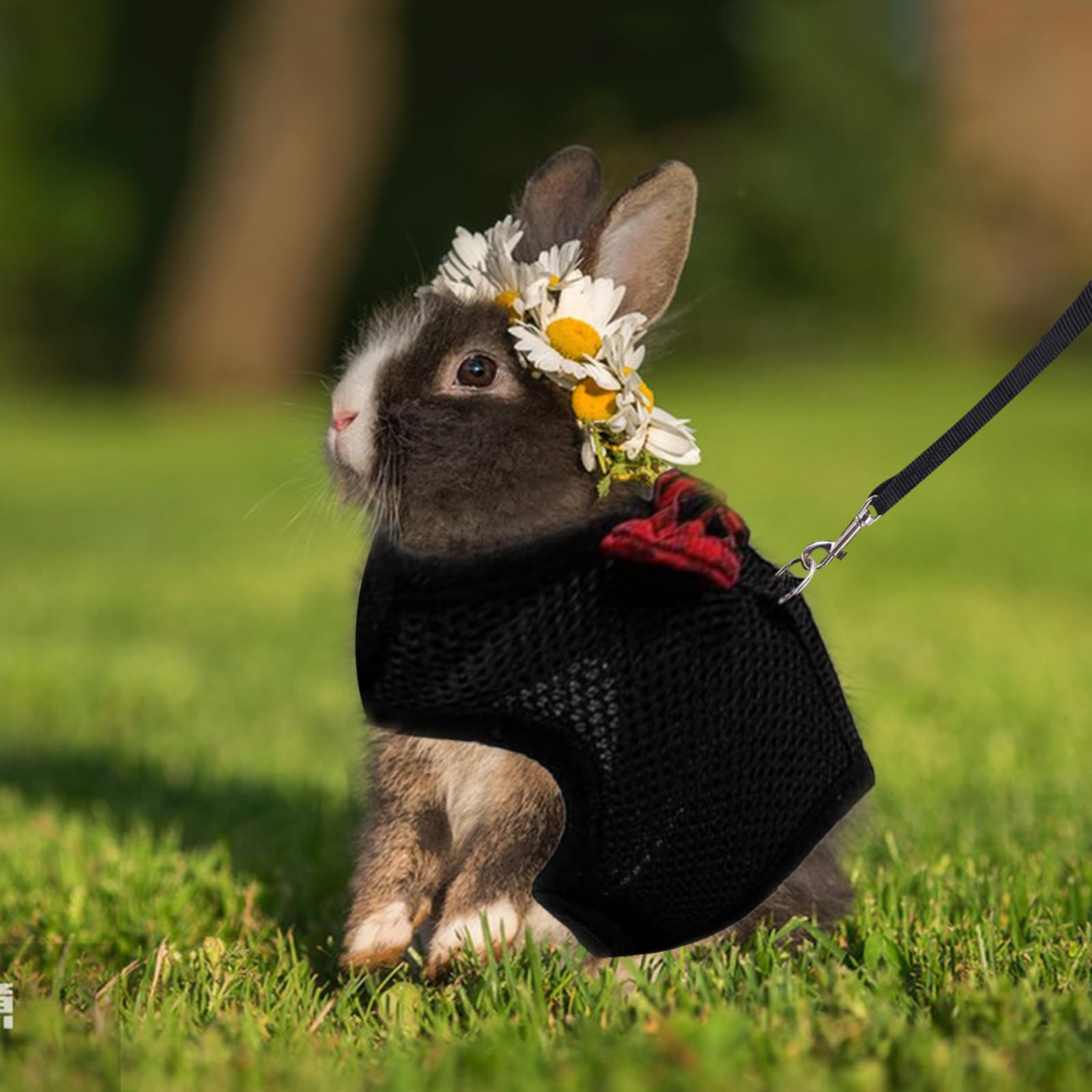 ASOCEA bunny harness worn during outdoor activity keeps pet secure