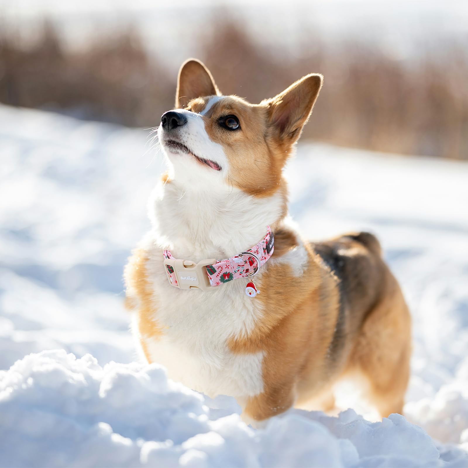 Astdogio soft, breathable fabric collar keeps dogs comfy on daily outings.