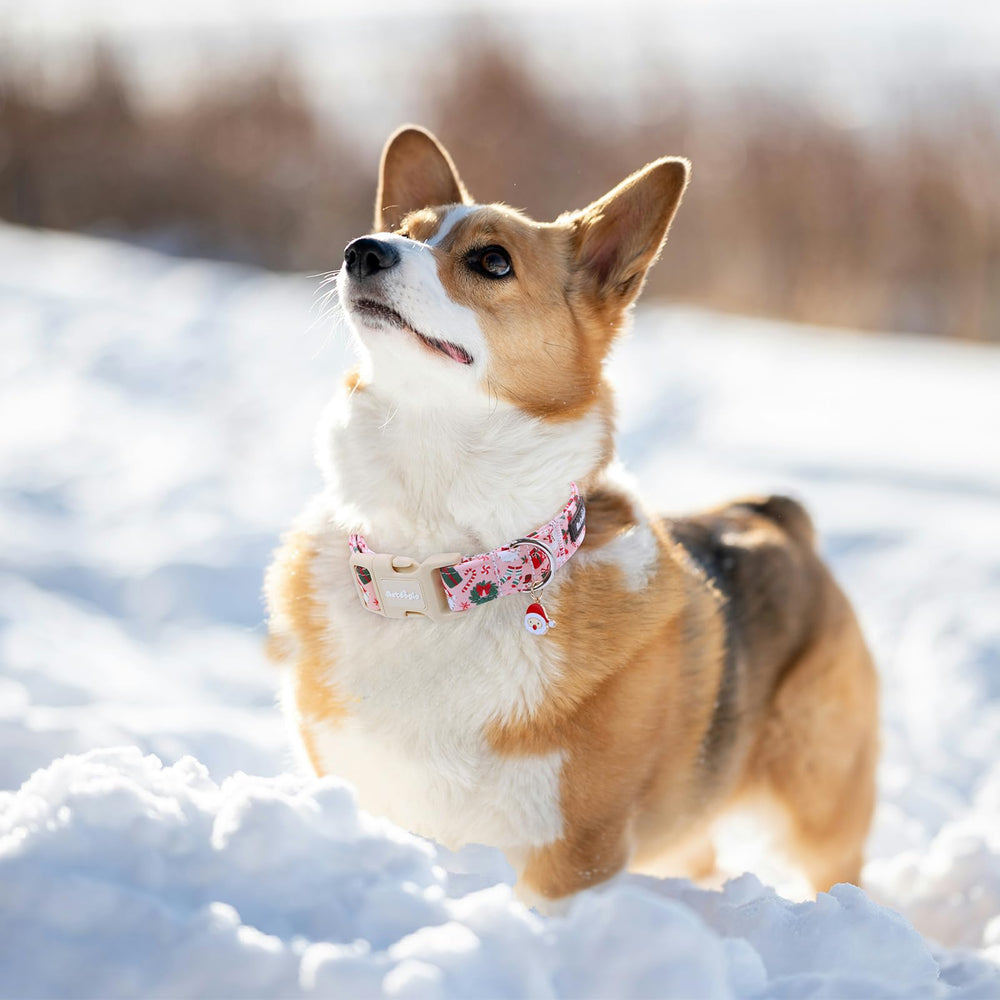 Astdogio soft, breathable fabric collar keeps dogs comfy on daily outings.