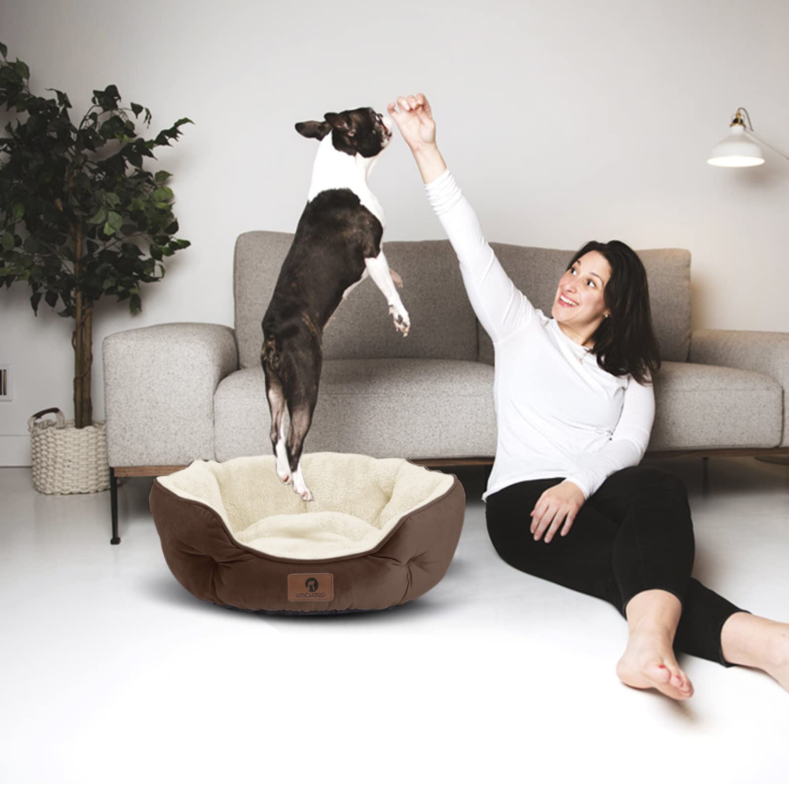 Asvin small dog bed in living room setting illustrating a comfy pet nook.