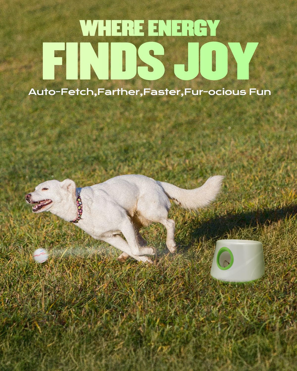 Atangee automatic dog ball launcher indoor-use view highlights quiet operation