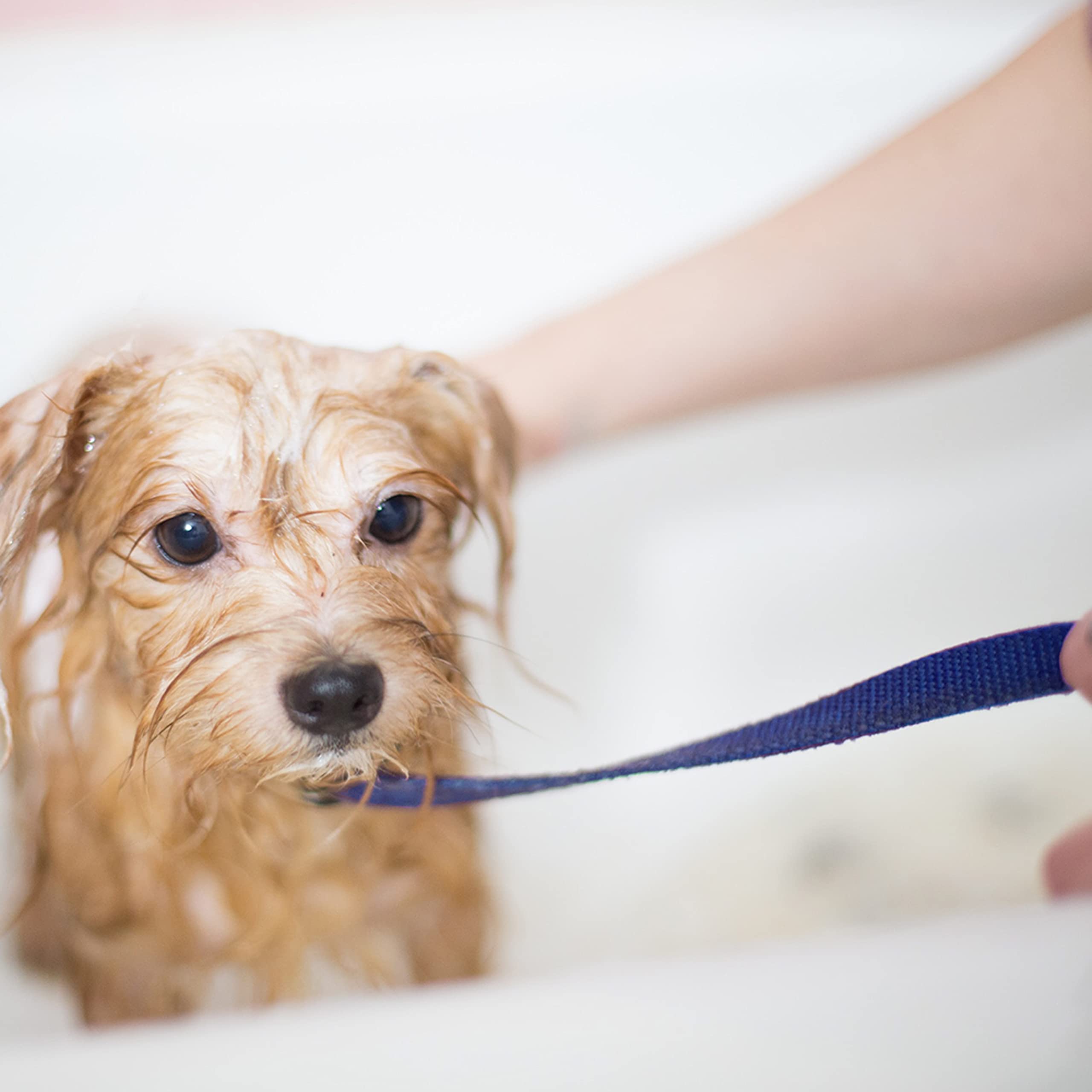 ATICNECH rescue-ready set helps with quick improvisation to assist injured animals.