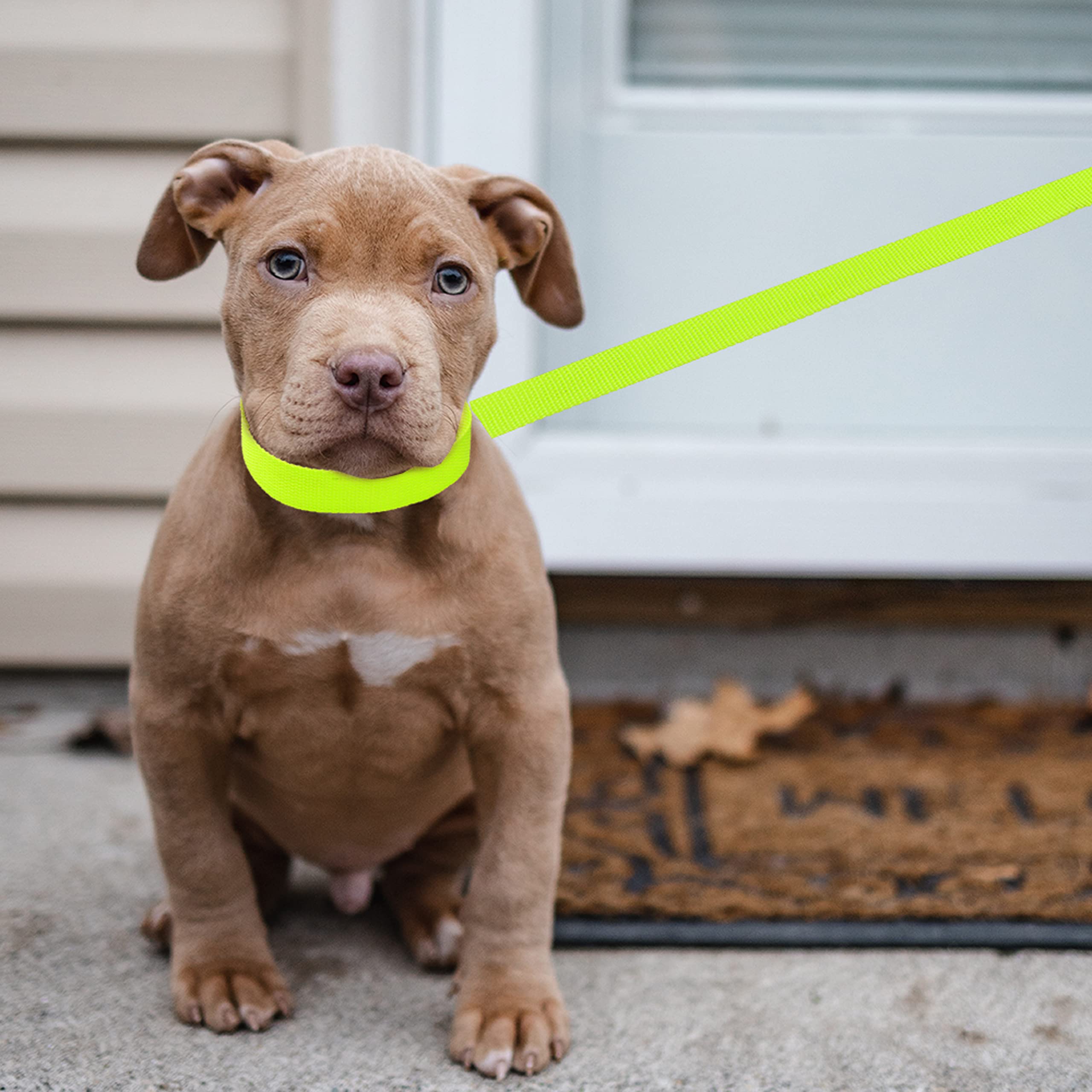 ATICNECH slip leads handy in grooming visits and veterinary appointments.