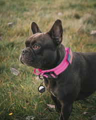 AUBELL Airtag case on collar protecting tracker during walks