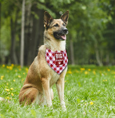 AUII JO DESIGN Big Brother Dog Bandana packaging conveys a ready-to-gift vibe