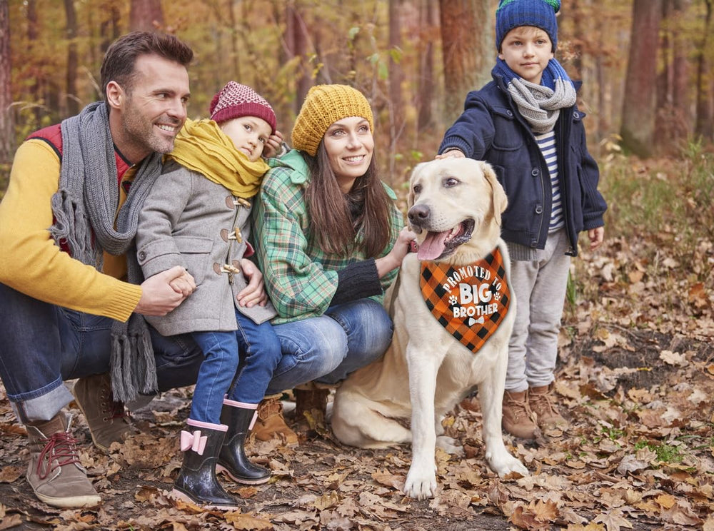 AUII JO DESIGN pet scarf gift-ready packaging for dog lovers