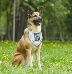 AUII JO DESIGN dog bandana gift-ready packaging suits dog lover gifts