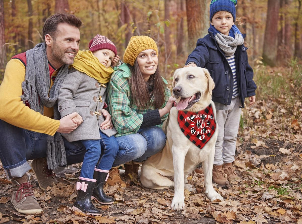 AUII JO DESIGN flow-friendly scarf during photo shoots and parties enhances pet charm