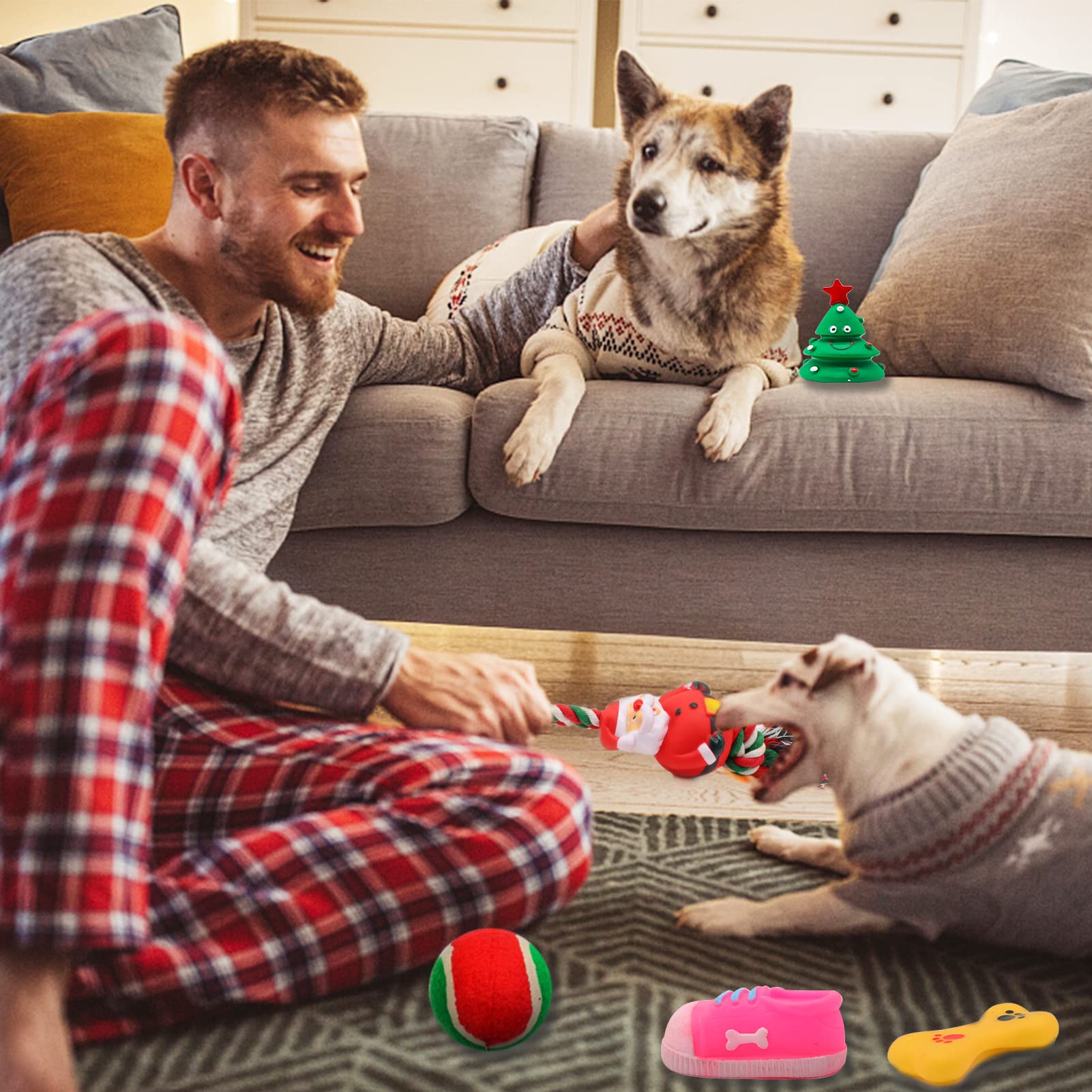 Auliand dog playing with toys for active indoor fun