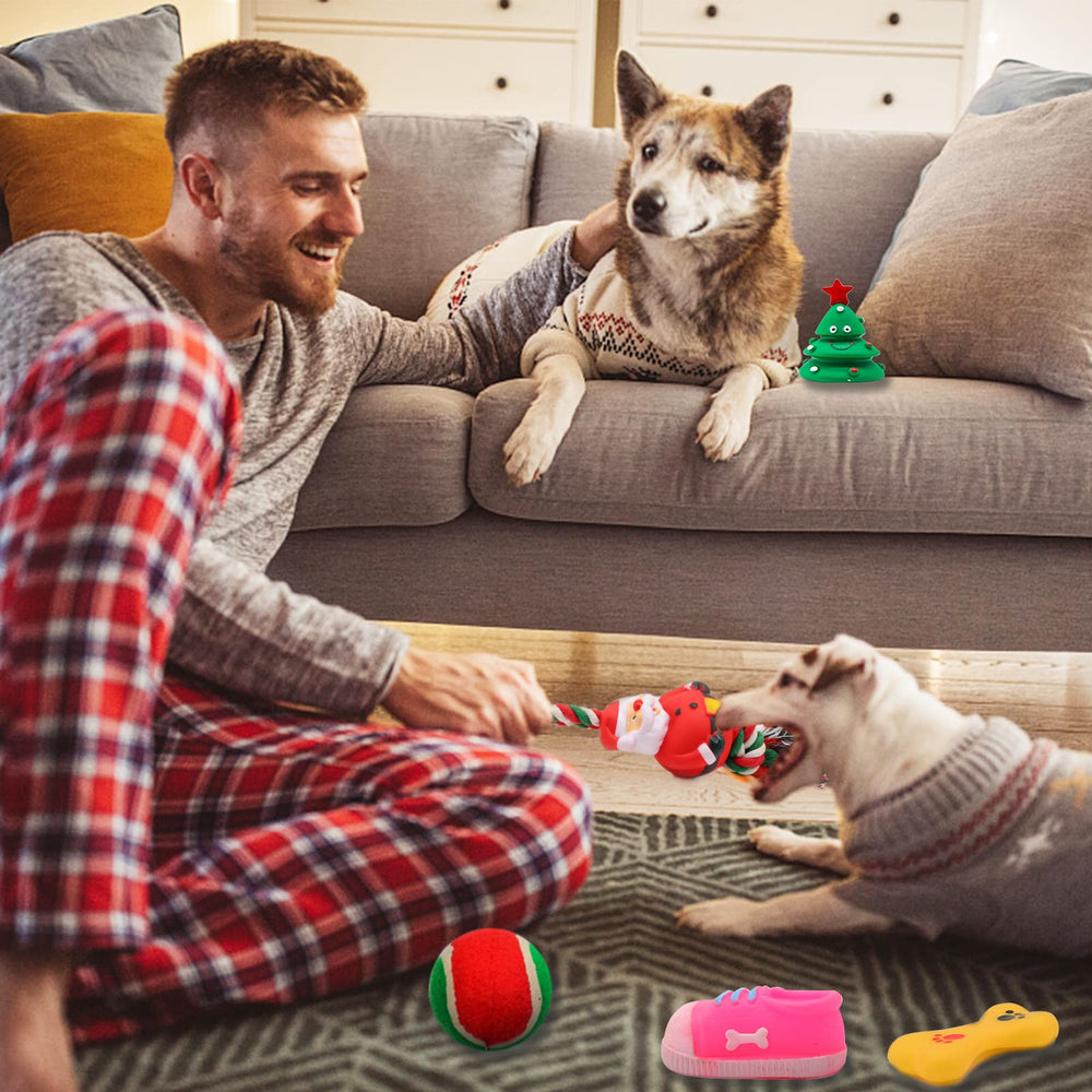 Auliand dog playing with toys for active indoor fun