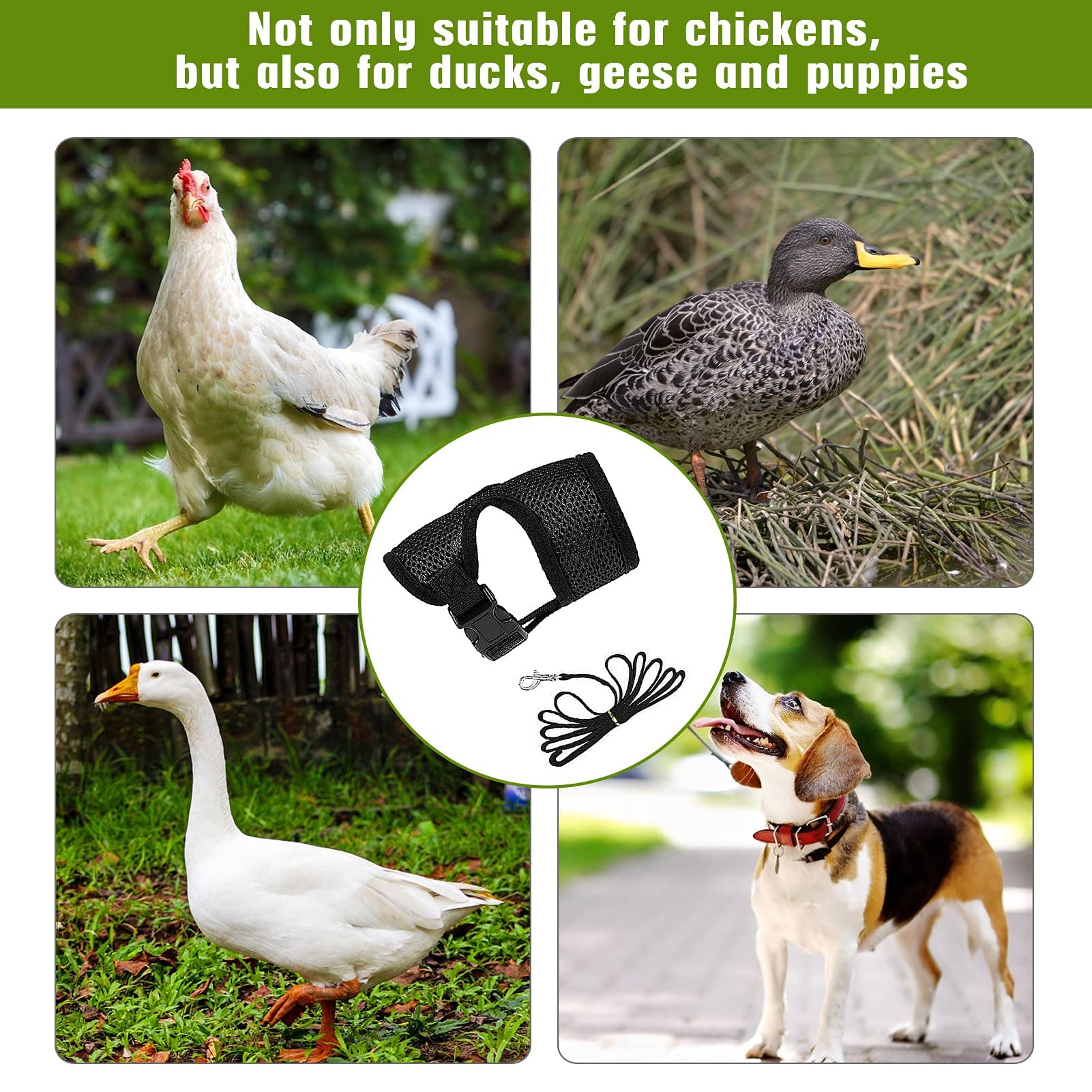 Aulock chicken-harness-leash adjustable-buckle enables quick fitting and secure leash connection.