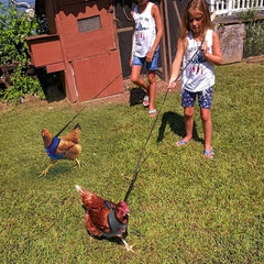 Aulock four-pcs chicken harness black promotes comfortable fit during garden walks.