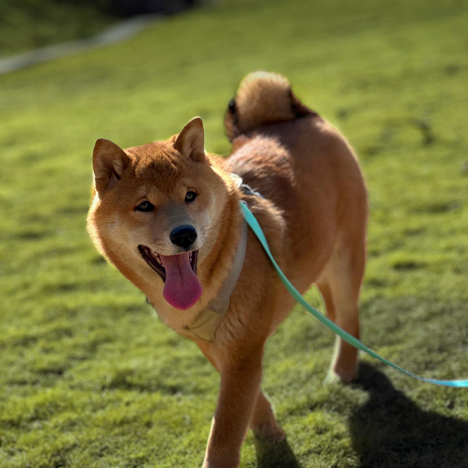 AUMAILI long leash mint green durable zinc hook in rugged long-line use.