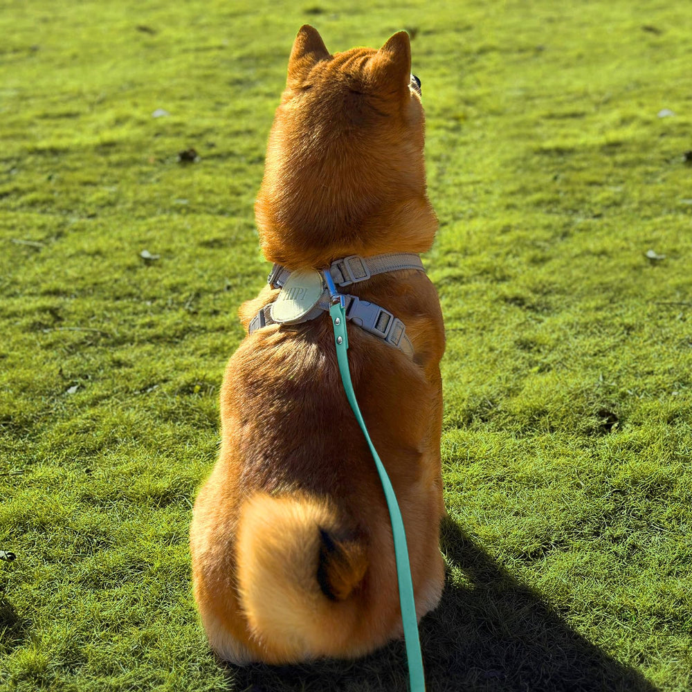 AUMAILI dog training long leash mint green 15ft ready for outdoor recall sessions.