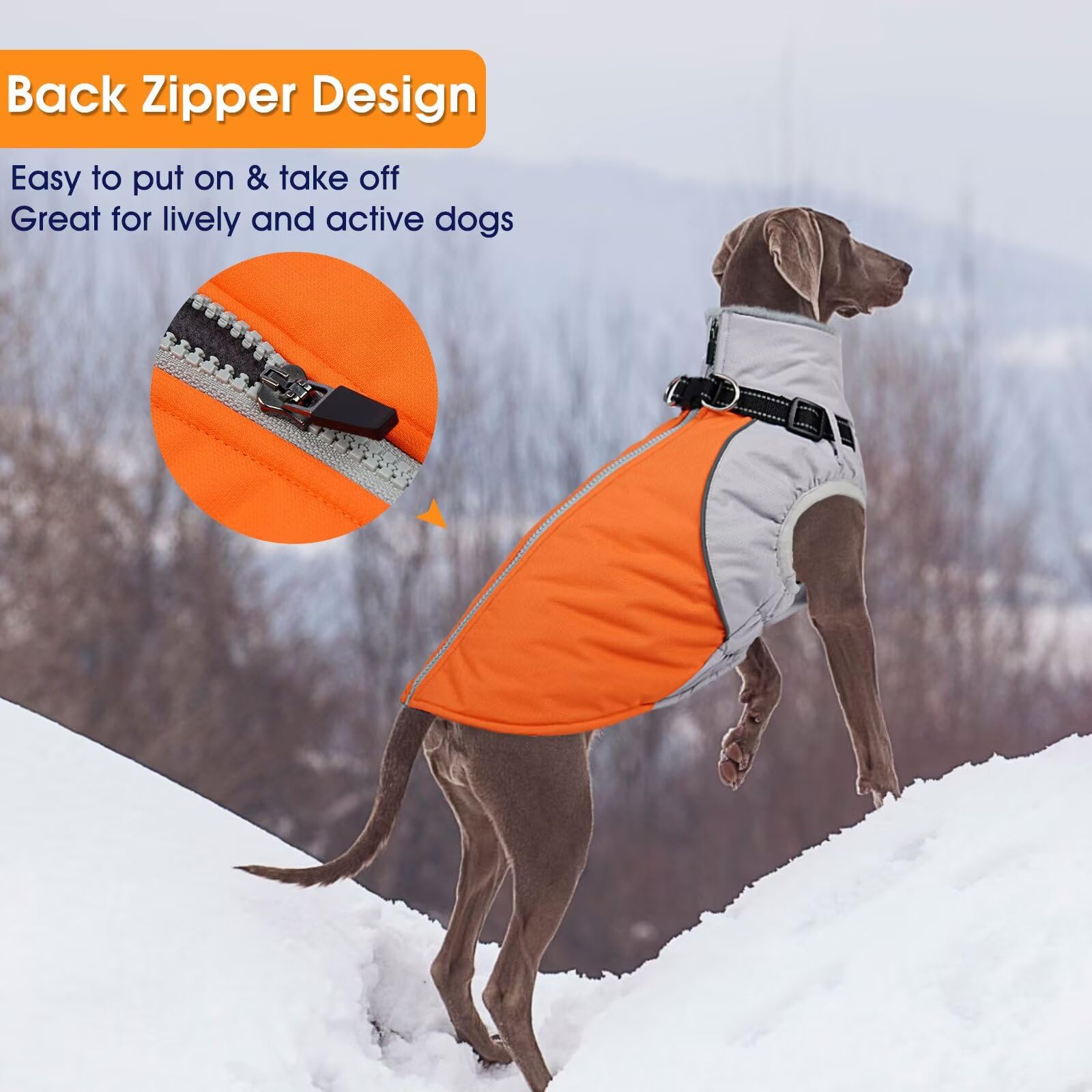 AuraPaw water-repellent-outer image shows wind and light rain protection for drizzly days.