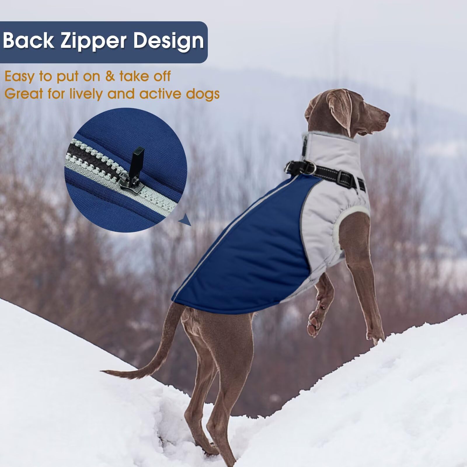 AuraPaw reflective strips blue coat increase visibility for safer night walks.