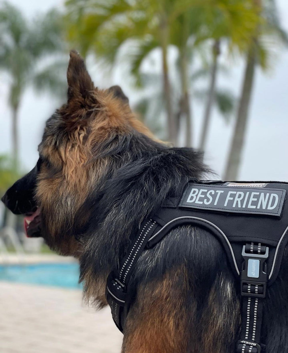 AUROTH Reflective accents on harness increase night visibility.