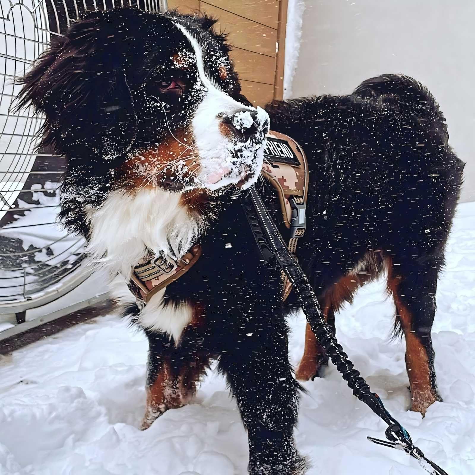 AUROTH ID badge 'BEST FRIEND' included on harness for easy identification.