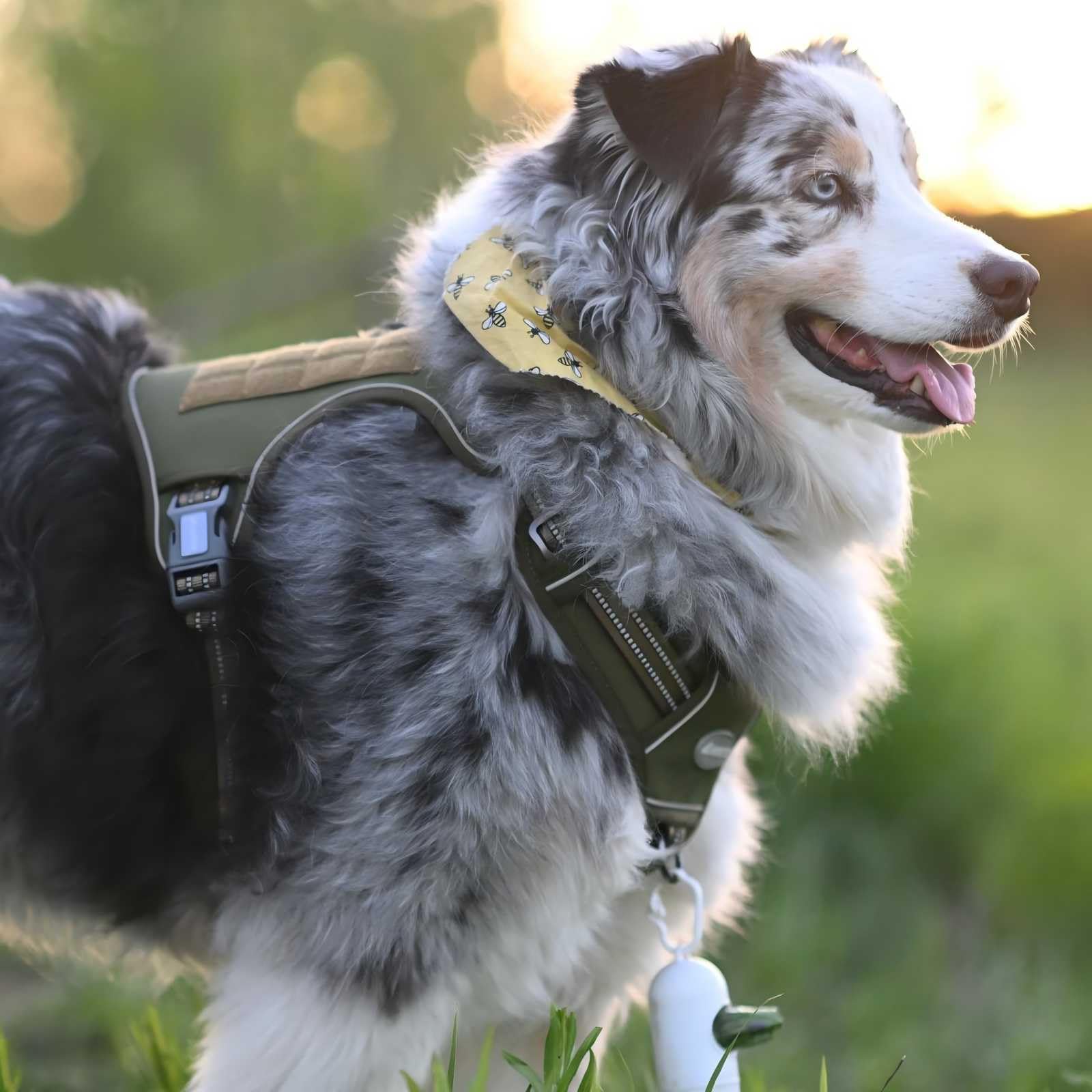 AUROTH Tactical Dog Harness adjustable buckles illustrate easy size adjustments.