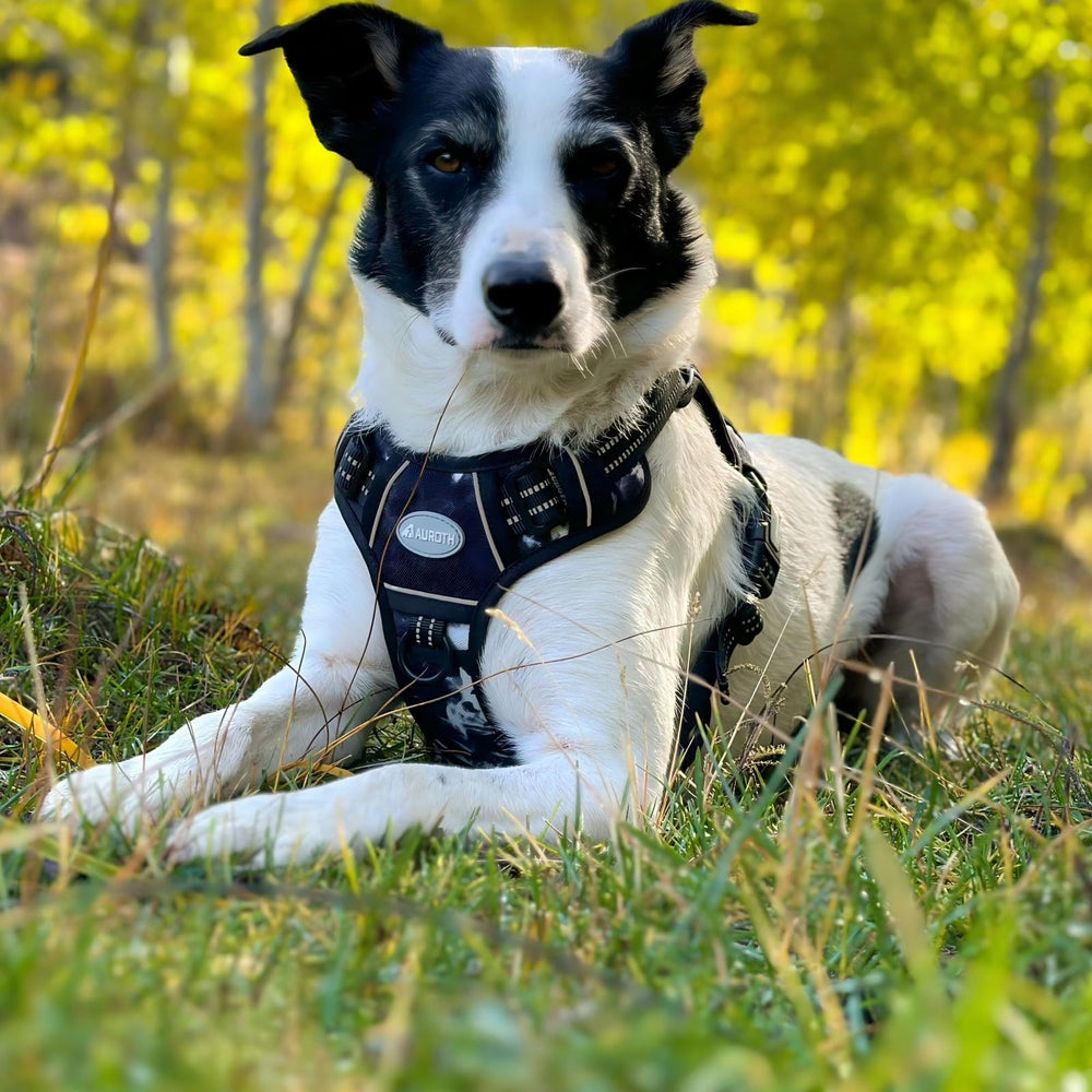 AUROTH Tactical Dog Harness adjustable fit with quick-release buckles