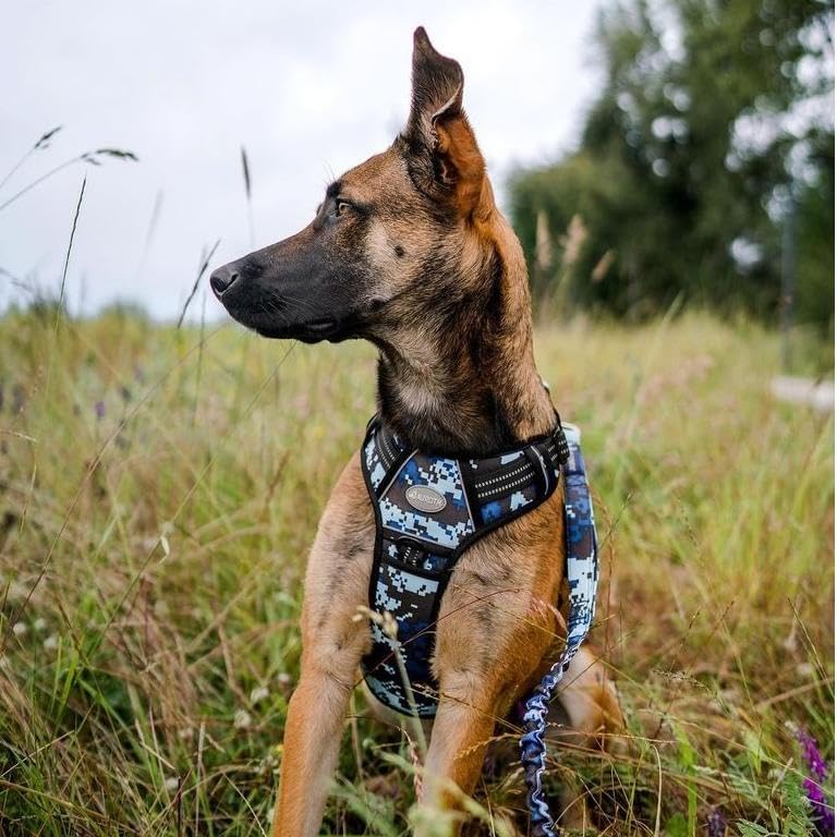 AUROTH harness back-clip for casual walks and jogging