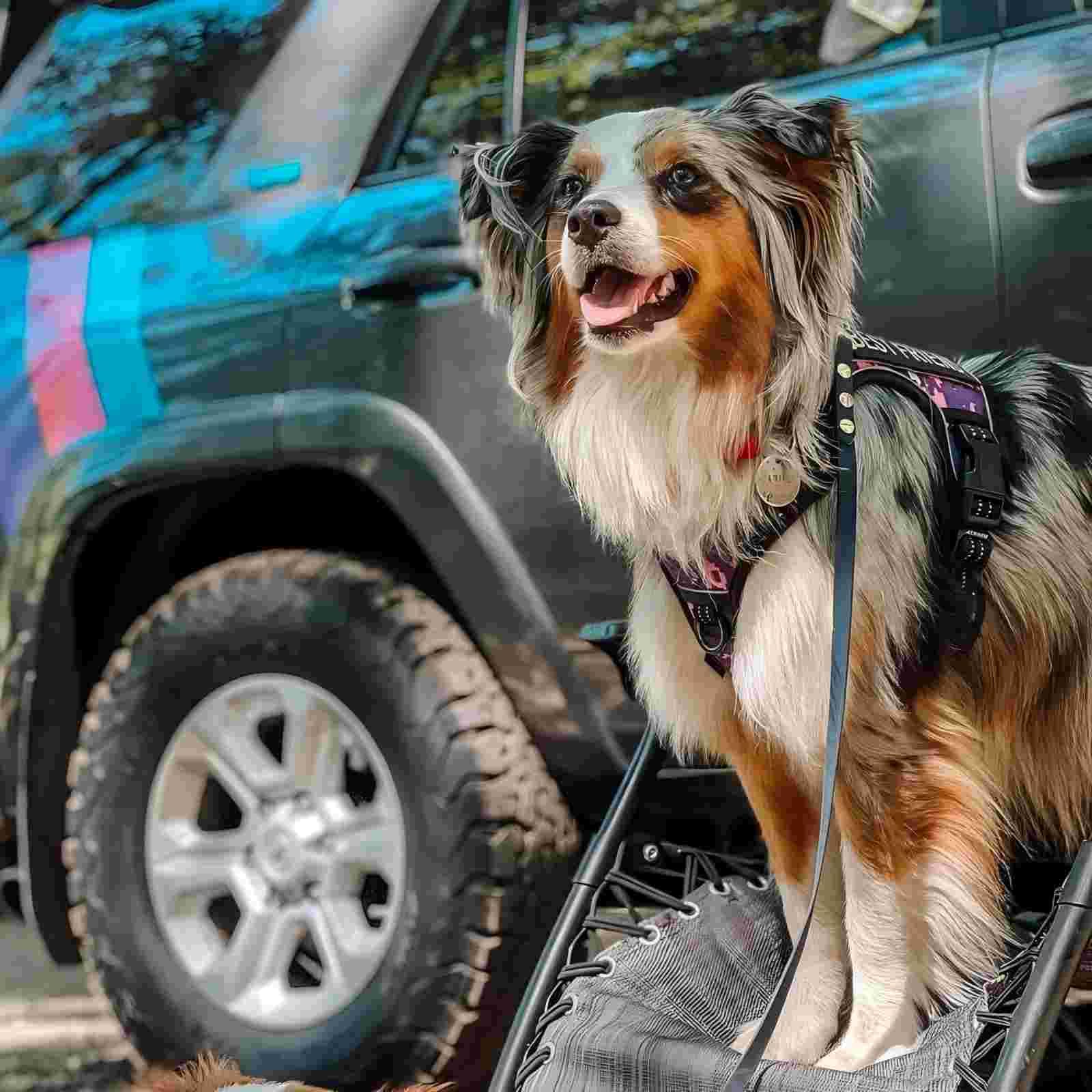 AUROTH harness back-clip suitable for walks and jogging